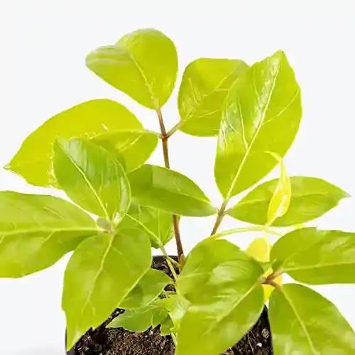 LITTLE JUNGLE Schefflera Golden Amate - Healthy Live Plant with White Pot | Air Purifying Plant | Indoor Plants for Living Room | Gifting Plants | Plants For Balcony Outdoor Home Décor & Office Desk